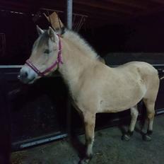Fjordhest Lise Daugård (Solgt)