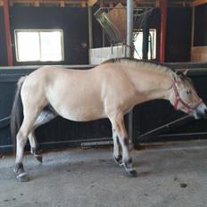 Fjordhest Lise Daugård (Solgt)