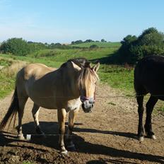 Fjordhest Lise Daugård (Solgt)