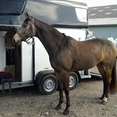 Tysk Oldenburger Libelle Blue