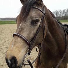 Tysk Oldenburger Libelle Blue