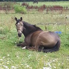 Tysk Oldenburger Libelle Blue