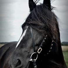 Tinker Nørregårds Mimine