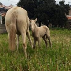 Lusitano Luzidia de lua