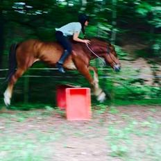 Knabstrupper Herkules