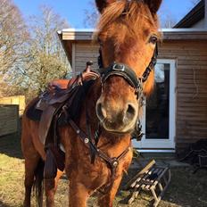 Knabstrupper Herkules