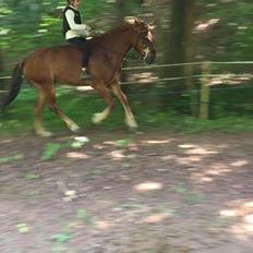 Knabstrupper Herkules