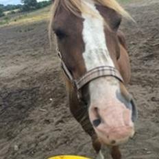 Anden særlig race Kastaniebakkens Garonjo 