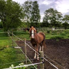 Anden særlig race Kastaniebakkens Garonjo 