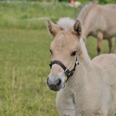 Fjordhest Novus Emil