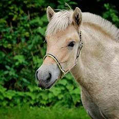 Fjordhest Novus Emil