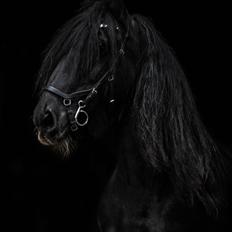 Irish Cob Black Magic