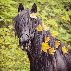 Irish Cob Black Magic