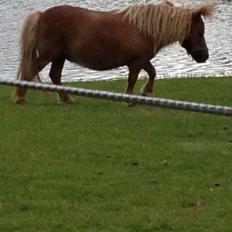 Shetlænder Rafael