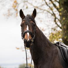 Dansk Varmblod Manja