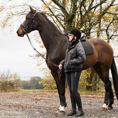 Dansk Varmblod Manja