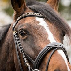 Dansk Varmblod Manja