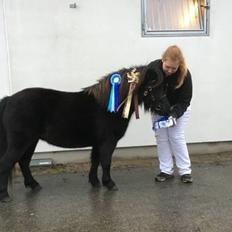 Shetlænder Mosbækmindes Toscana
