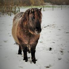 Shetlænder Mosbækmindes Tobias