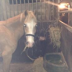 Hollandsk Sportspony R.I.P Chicco