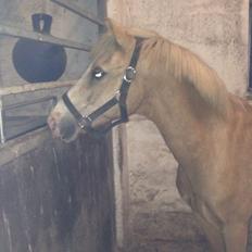 Hollandsk Sportspony R.I.P Chicco