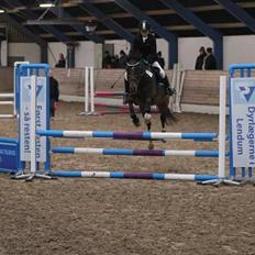 Tysk Sportspony Burghof´s voyager