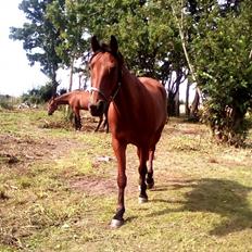 Traver Jovial Millpond