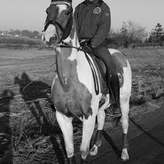 Pinto Rts-elegance india