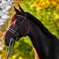 Anden særlig race Alonso A-hest