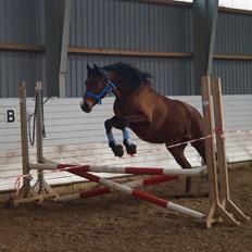 Anden særlig race Brilliant Sky