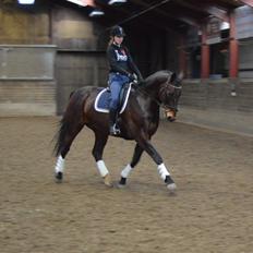 Oldenborg Nabih Adoa (himmelhest) 