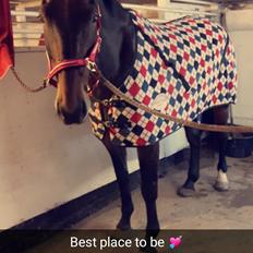 Oldenborg Nabih Adoa (himmelhest) 