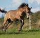 Palomino Malucca