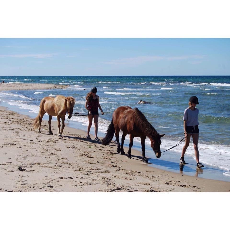 Islænder Gumi fra Faksemosen billede 5