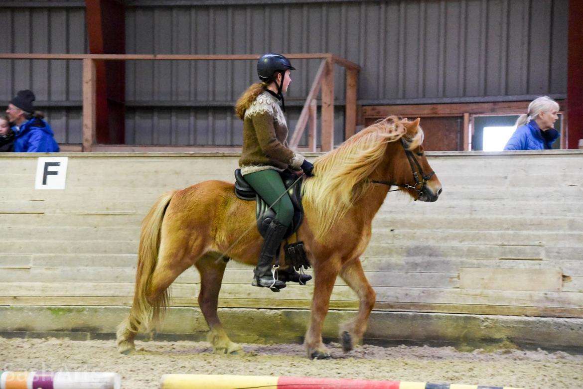 Islænder Gumi fra Faksemosen billede 8