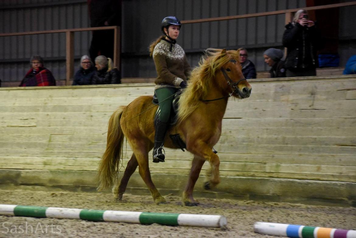 Islænder Gumi fra Faksemosen billede 2