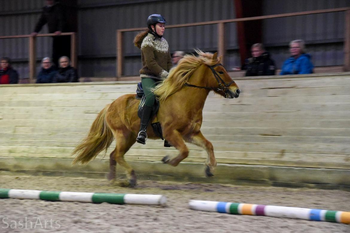 Islænder Gumi fra Faksemosen billede 12