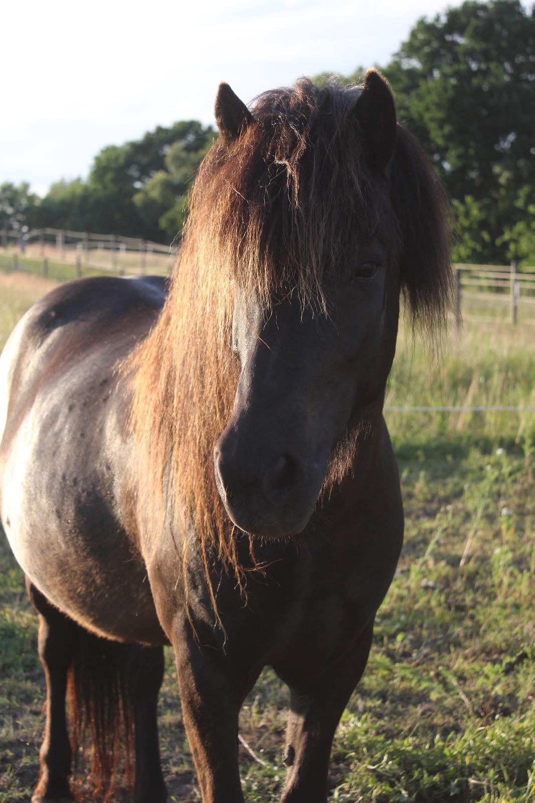 Islænder Frilla fra Katknøs billede 9
