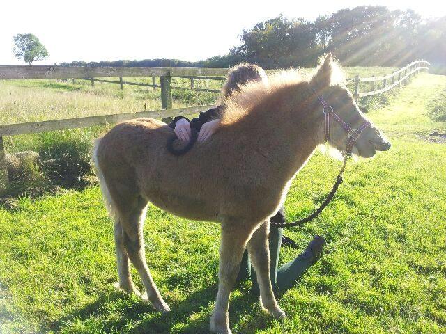 Islænder Hnotti fra Faksemosen billede 4