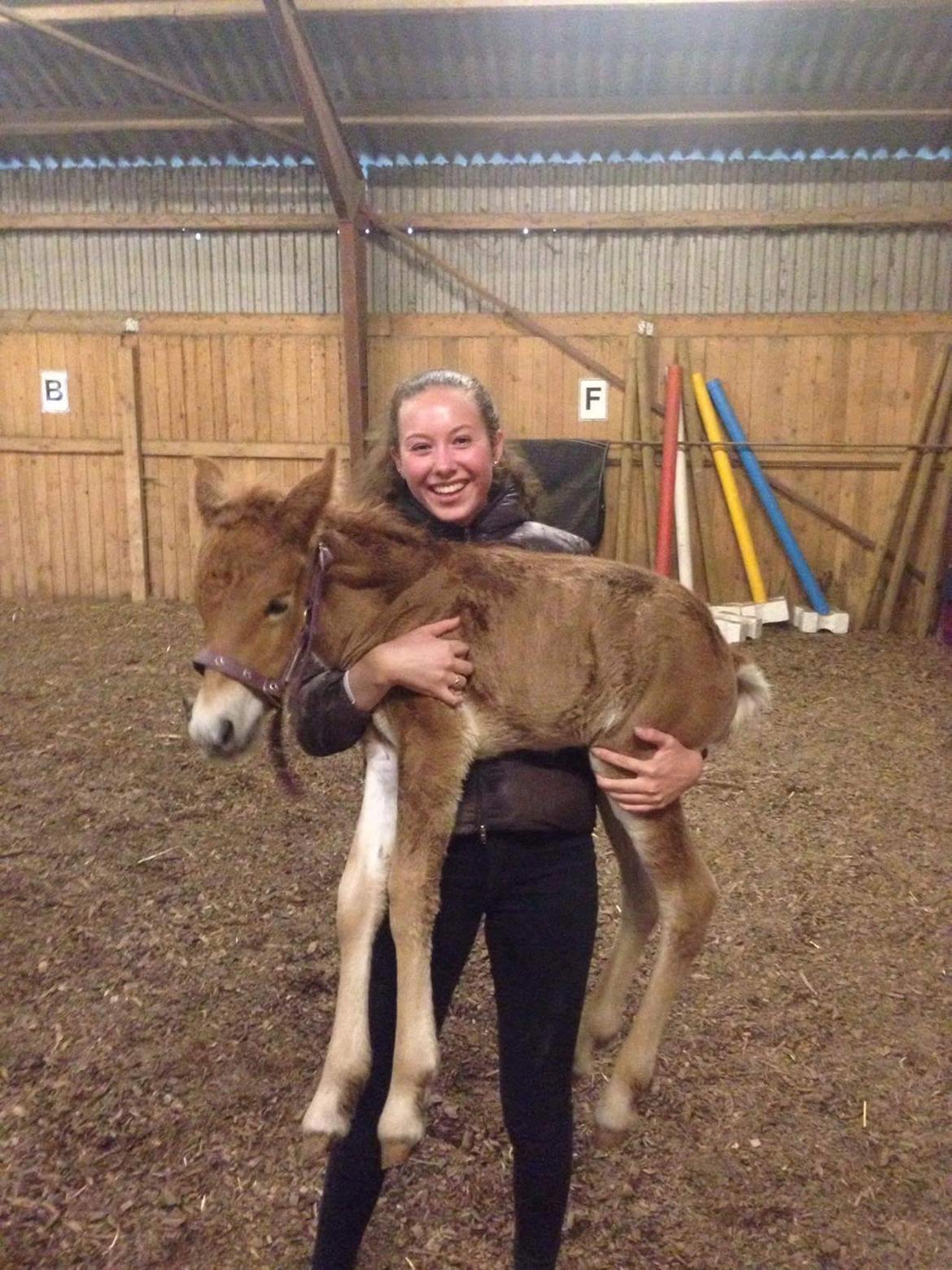 Islænder Hnotti fra Faksemosen billede 7