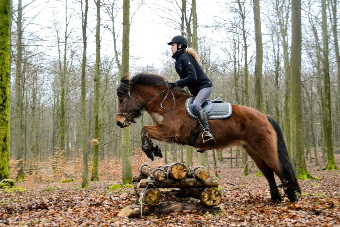 Islænder Gunndís frá Syðra- Skörðugili billede 15