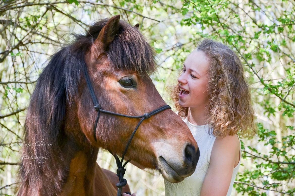 Islænder Gunndís frá Syðra- Skörðugili billede 1
