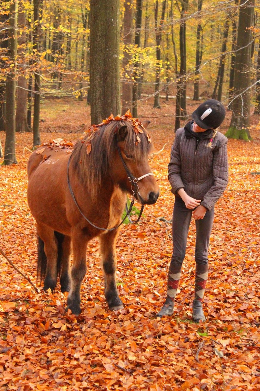 Islænder Gunndís frá Syðra- Skörðugili billede 16