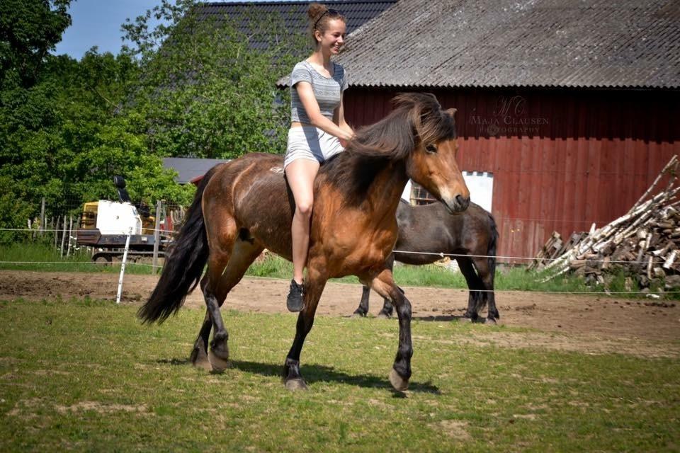 Islænder Gunndís frá Syðra- Skörðugili billede 3