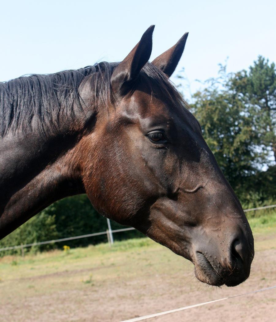 Holstener Le Figaro billede 1