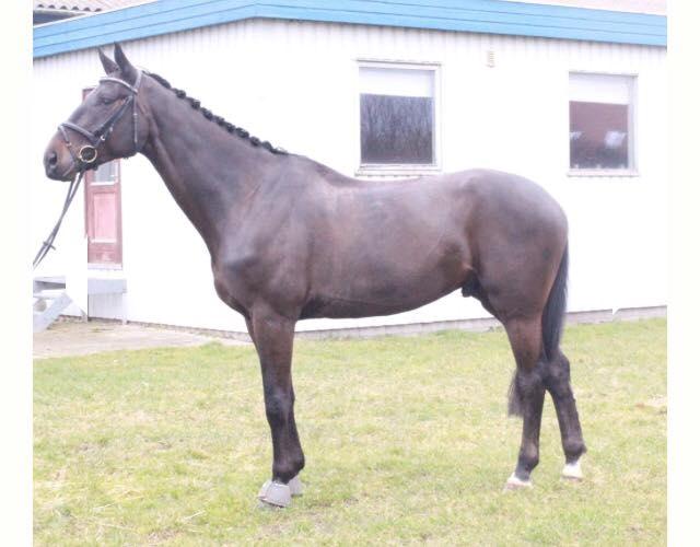 Holstener Le Figaro billede 3