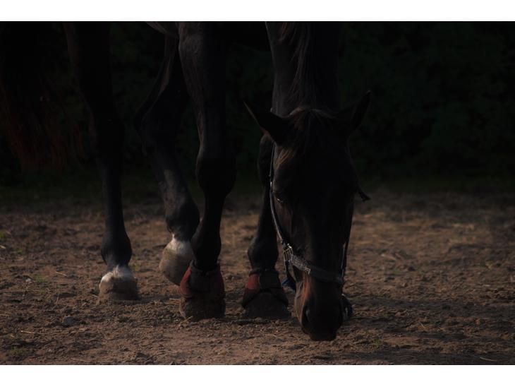 Holstener Le Figaro billede 4