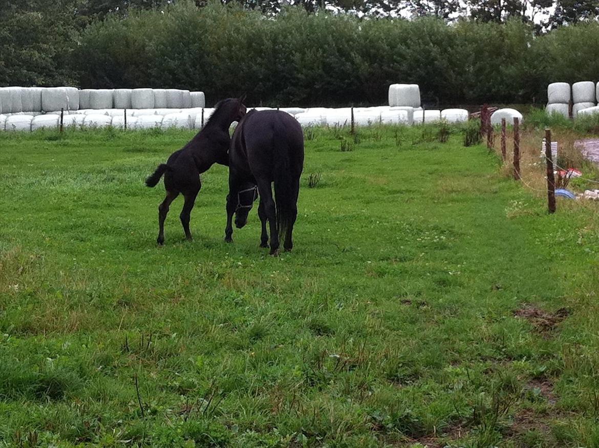 Holstener Le Figaro billede 5