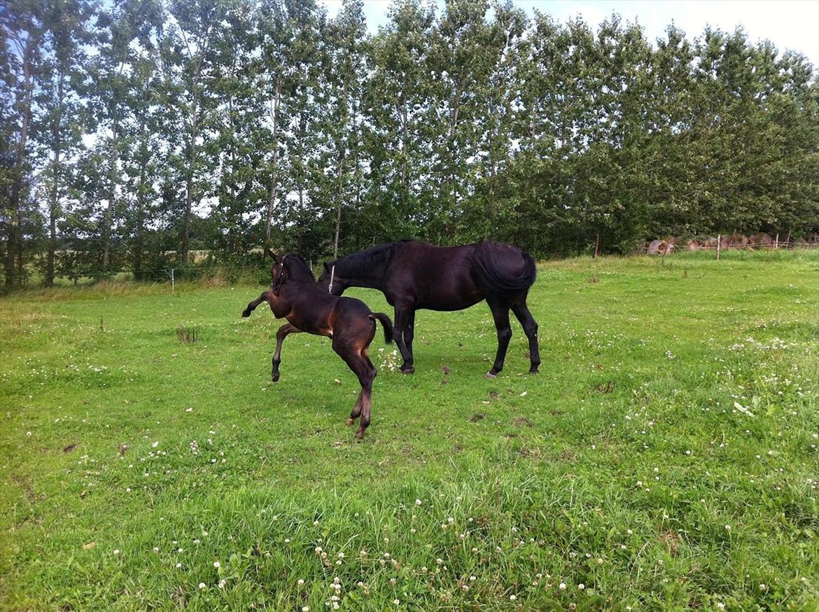 Holstener Le Figaro billede 6