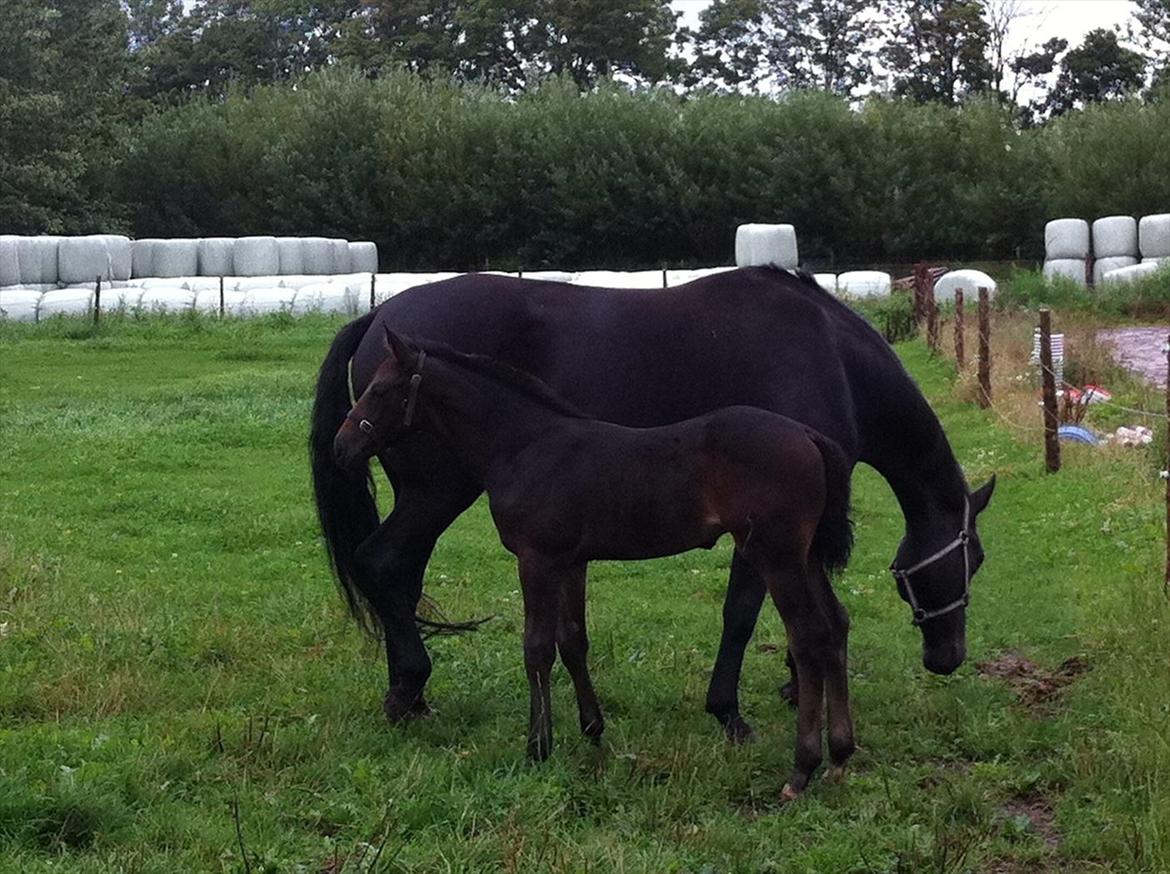 Holstener Le Figaro billede 7